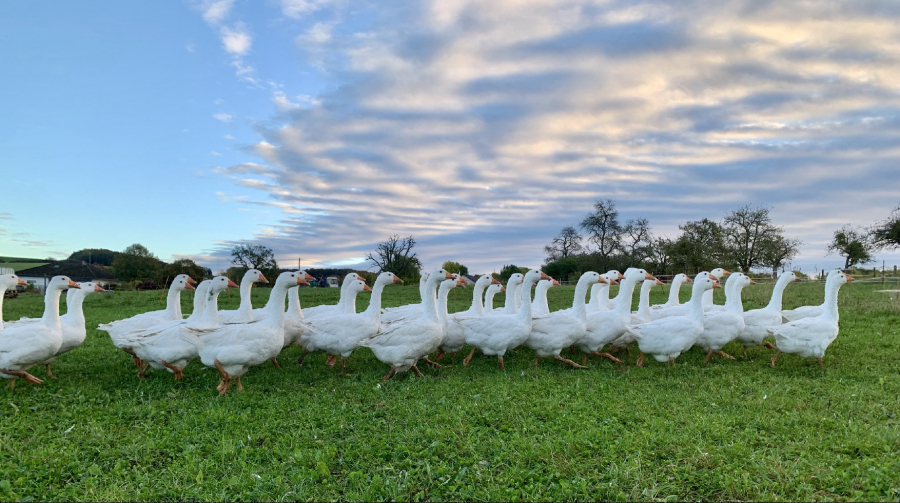 Enten_Lausberg